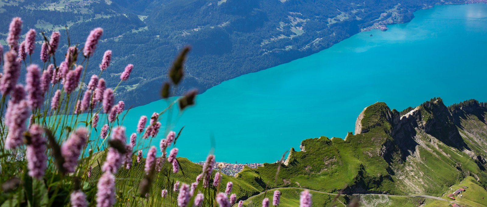 Türkisblauer Bergsee mit Alpenblumen im Vordergrund